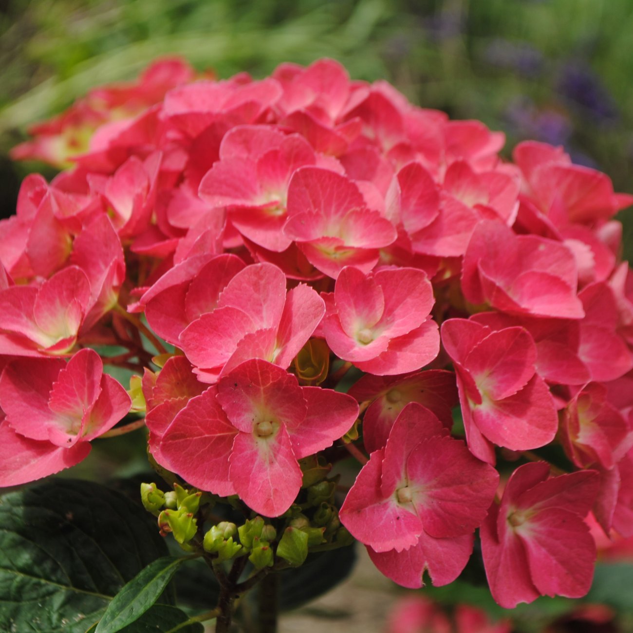 Obrázok Hortenzia kalinolistá (Hydrangea macrophylla) ´RED BARON´ - výška 20-30 cm, kont. C1,5L